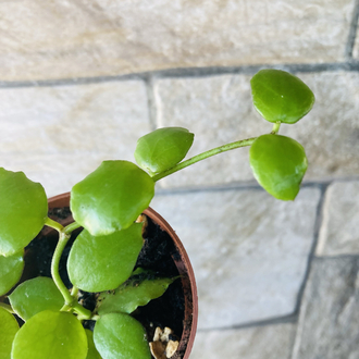 Hoya endauensis