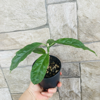 Hoya decipualae 