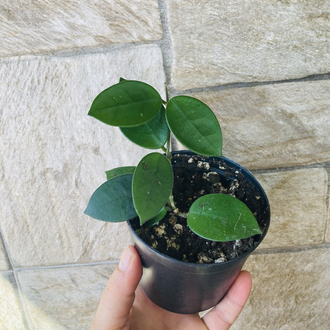 Hoya cv chouke 