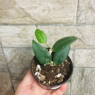Hoya amicabilis 