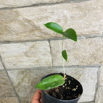 Hoya sv 441