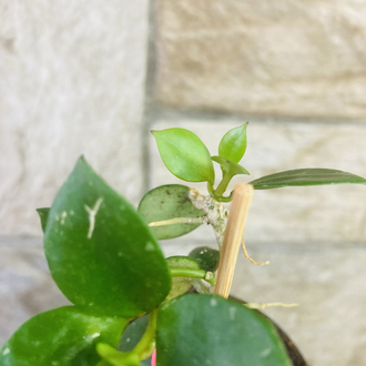 Hoya fraser hills
