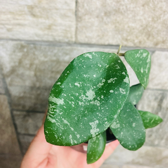 Hoya phuawensis 