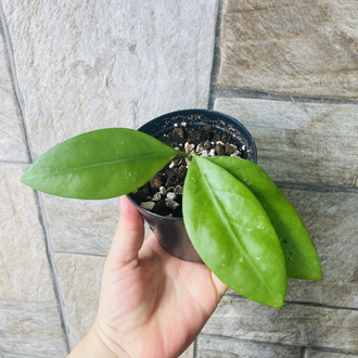 Hoya mindorensis ut 042
