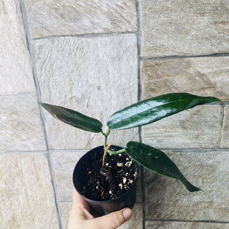 Hoya Arcboldiana 