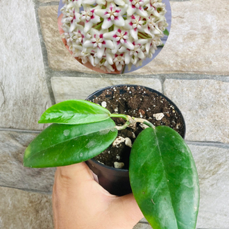 Hoya ut 029