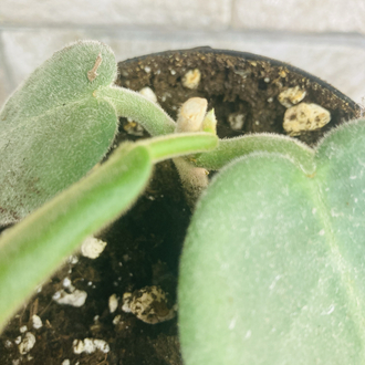 Hoya calycina stargezer 