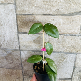Hoya caudata sumatra 