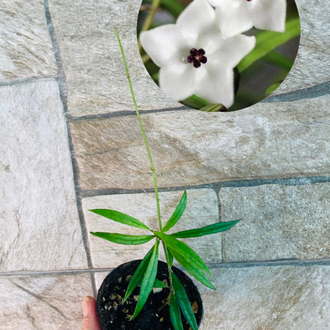 Hoya Pauciflora