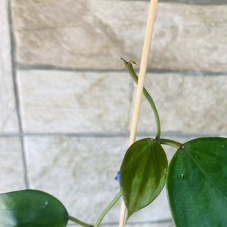 Hoya macrophylla snow queen