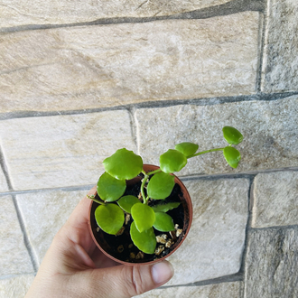 Hoya endauensis