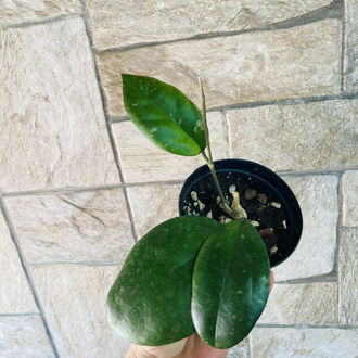 Hoya cv joy