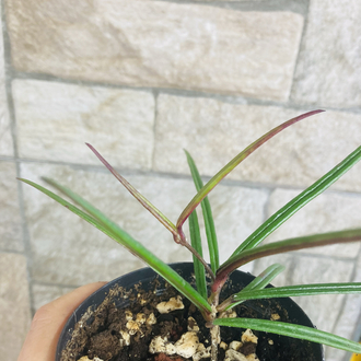 Hoya İnsularis