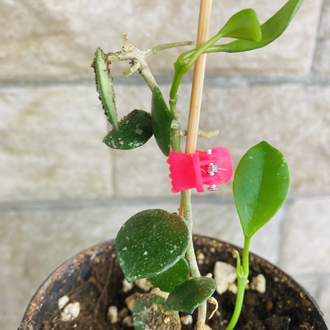 Hoya fraser hills