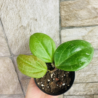 Hoya sarawak cream