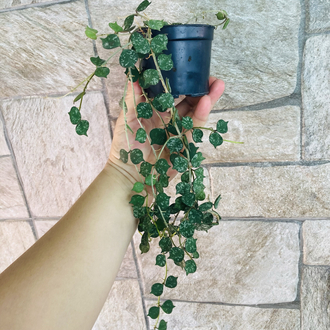 Hoya curtisii (büyük boy)