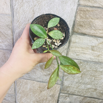 Hoya collina ir 26