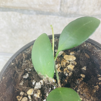 Hoya yellow sapphire 