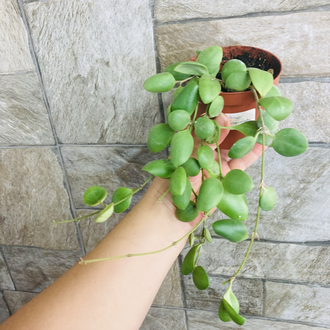 Hoya brevialata 