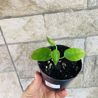 Hoya sp papua