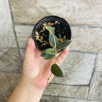 Hoya thomsonii pink