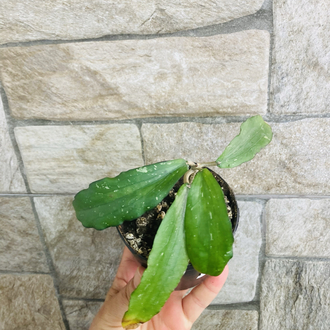 Hoya erythrina kedah peak 