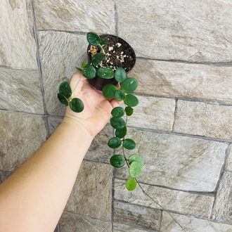 Hoya mathilde