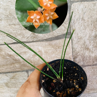 Hoya spartoides