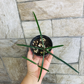 Hoya İnsularis 