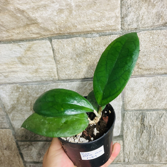 Hoya puom siam ruby