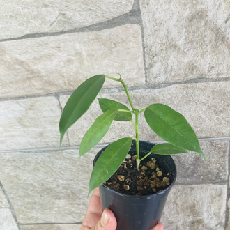 Hoya gildingii