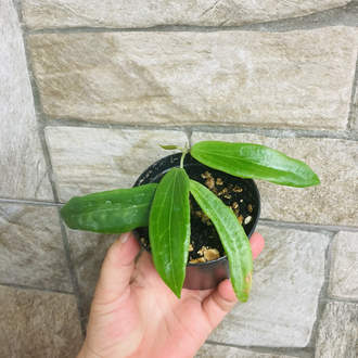 Hoya siariare red