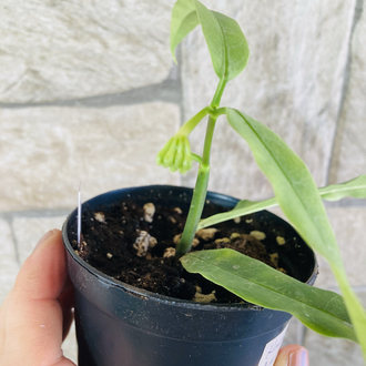 Hoya Amriata 