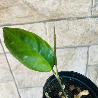Hoya cv joy