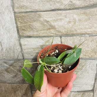Hoya thomsonii white