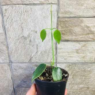 Hoya sussuela 