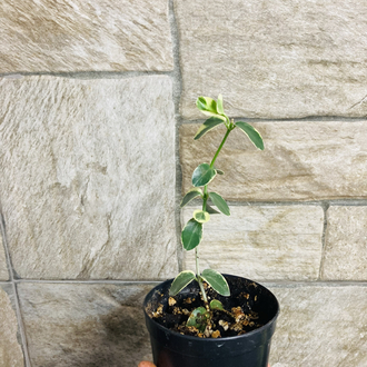 Hoya cummingiana variegate