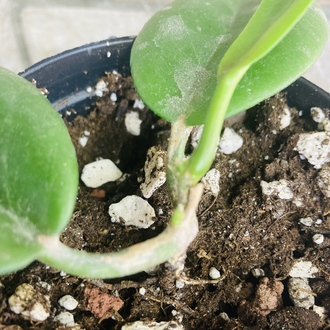 Hoya ut 029