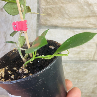 Hoya fraser hills