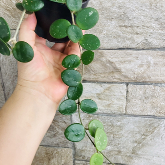 Hoya mathilde