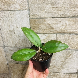 Hoya sp aceh gomas