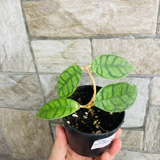 Hoya callistophylla 