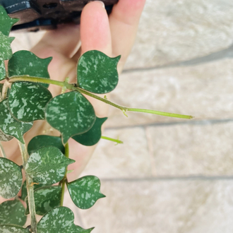 Hoya curtisii (büyük boy)
