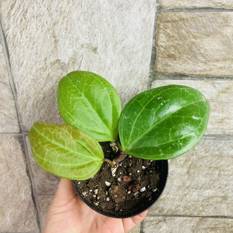 Hoya sarawak cream