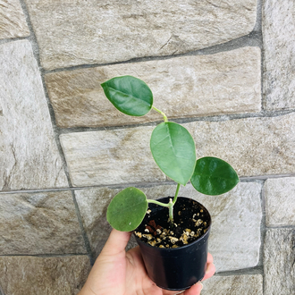 Hoya lautarbahii