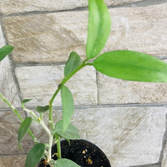 Hoya burmanica