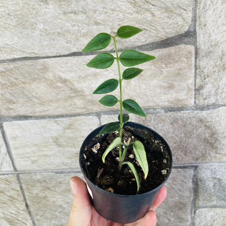 Hoya bella 