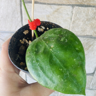 Hoya macrophylla snow queen