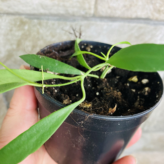 Hoya odetteae x tsangii 