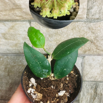 Hoya amicabilis 
